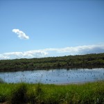 Mangrove Lagoon