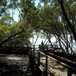 mangroves. boardwalk.