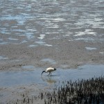 Swamp. ibis.