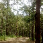 Kokoda Track, Mount Coot-tha