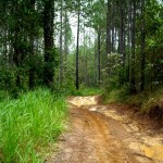 Muddy trail in Glass House Mountains