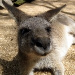 Kangaroo Closer up