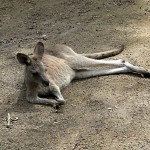 Kangaroo, chilling