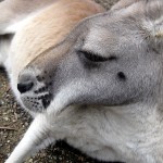 Kangaroo close-up