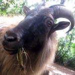 Himalayan Tahr.