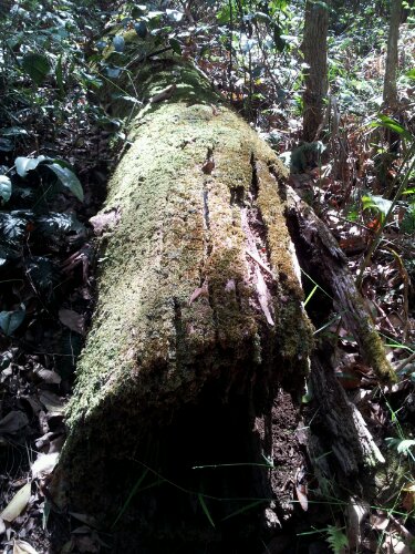 mossy log