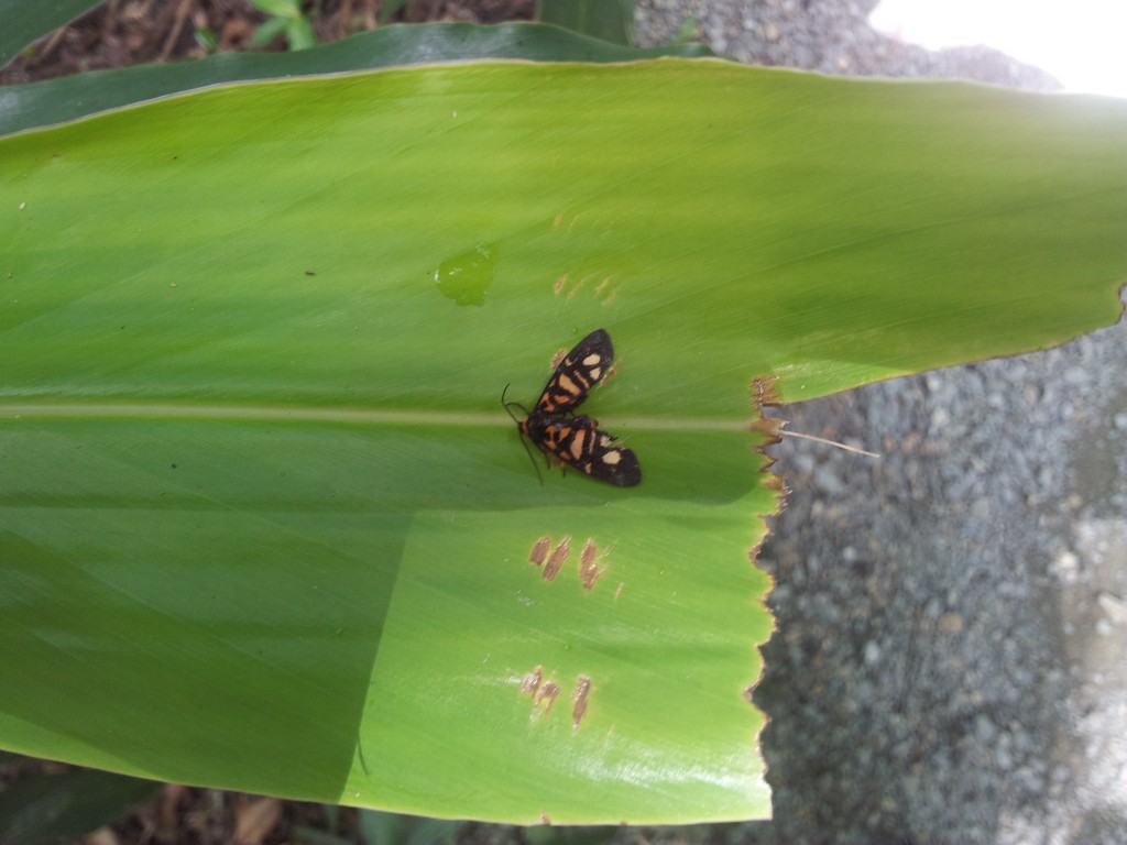 Moth on leaf