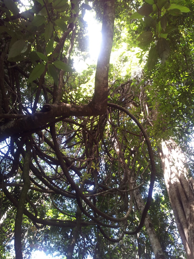 Rainforest lianas