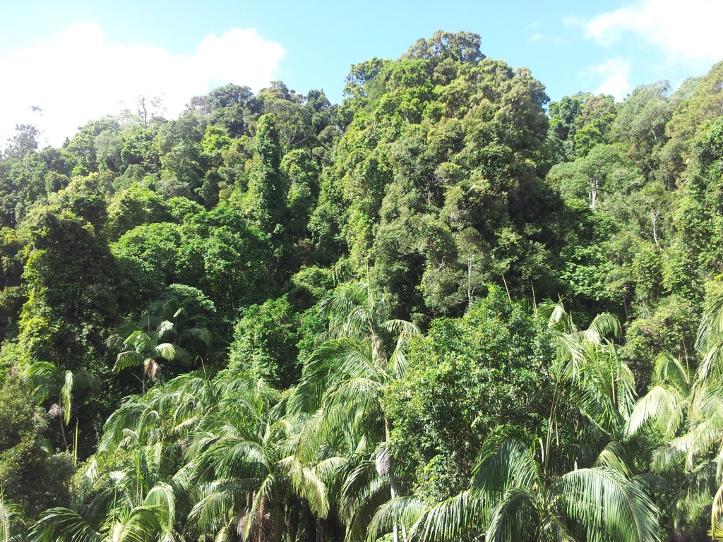 Rainforest canopy