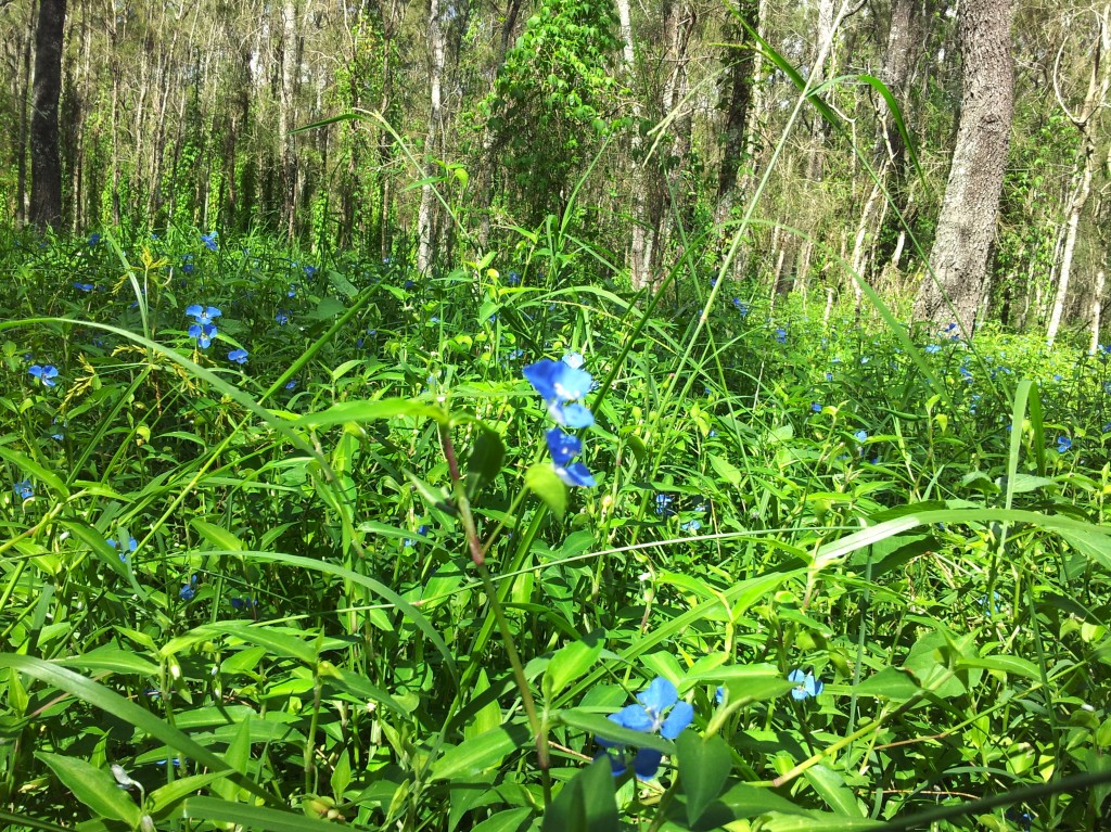 Blue flowers in a forest