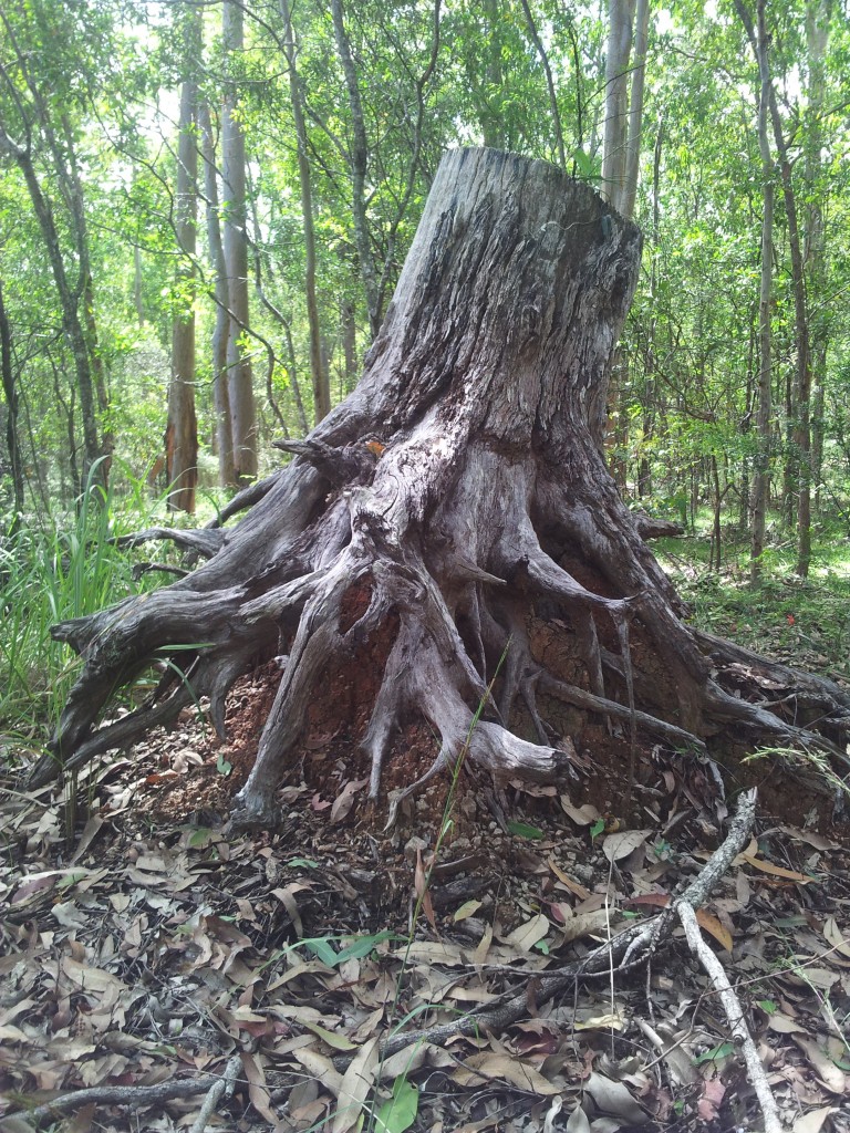 Tree stump  on termite mound