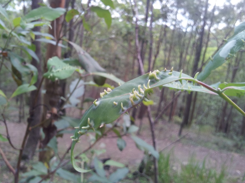 Spiky leaf parasites