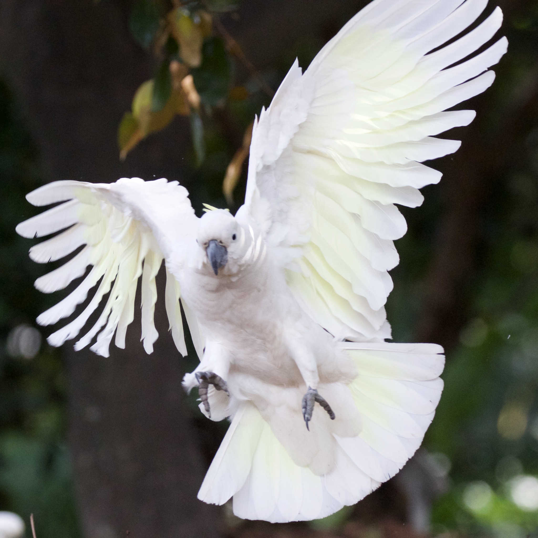 Cockatoo about to land