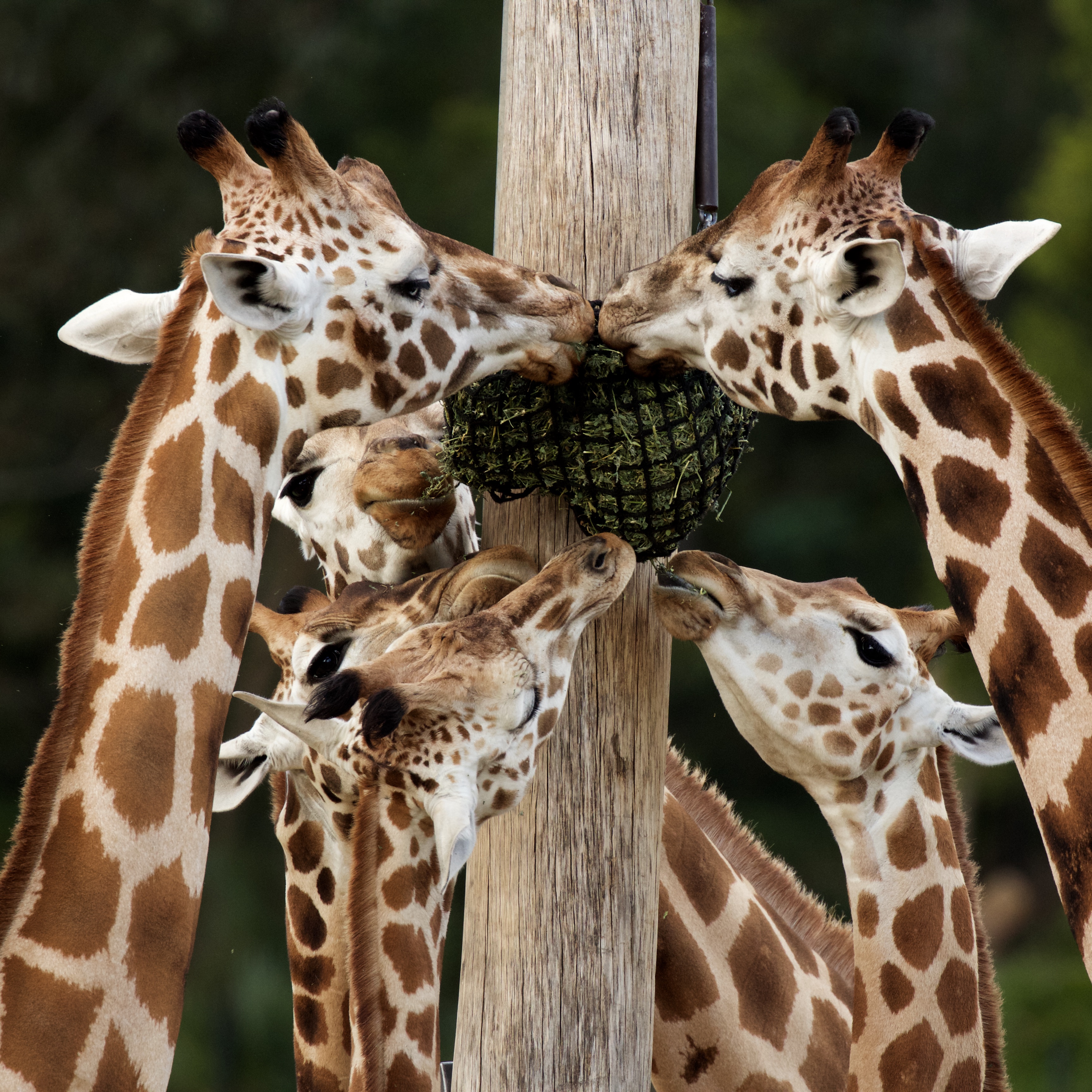 Giraffe family portrait
