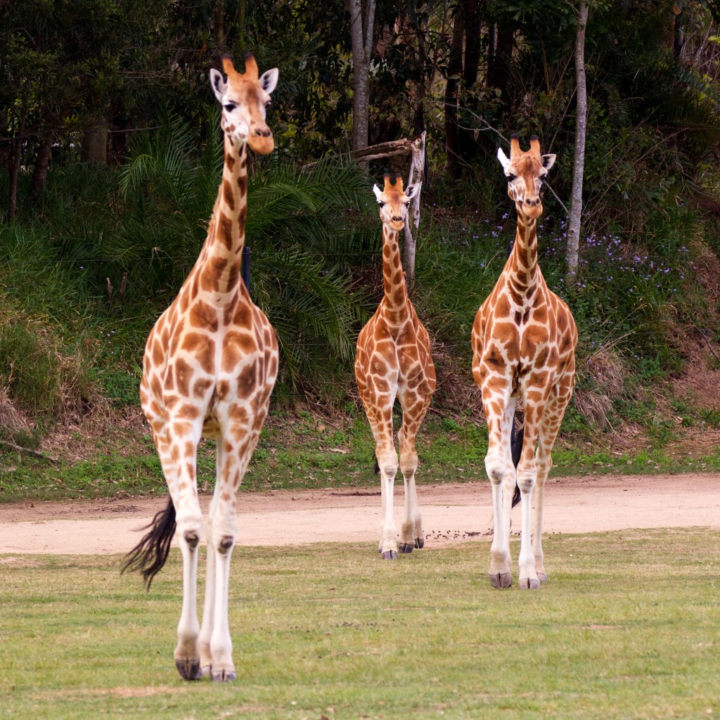 We’ve got your giraffes right here. | BurbleChaz