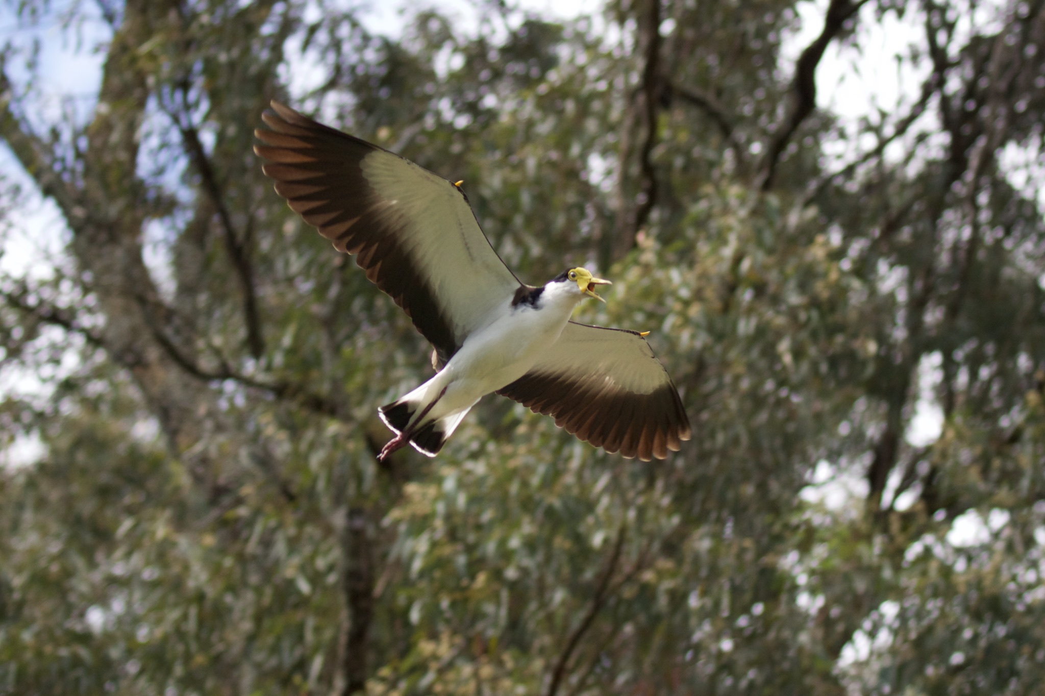 Masked Lapwing in flight