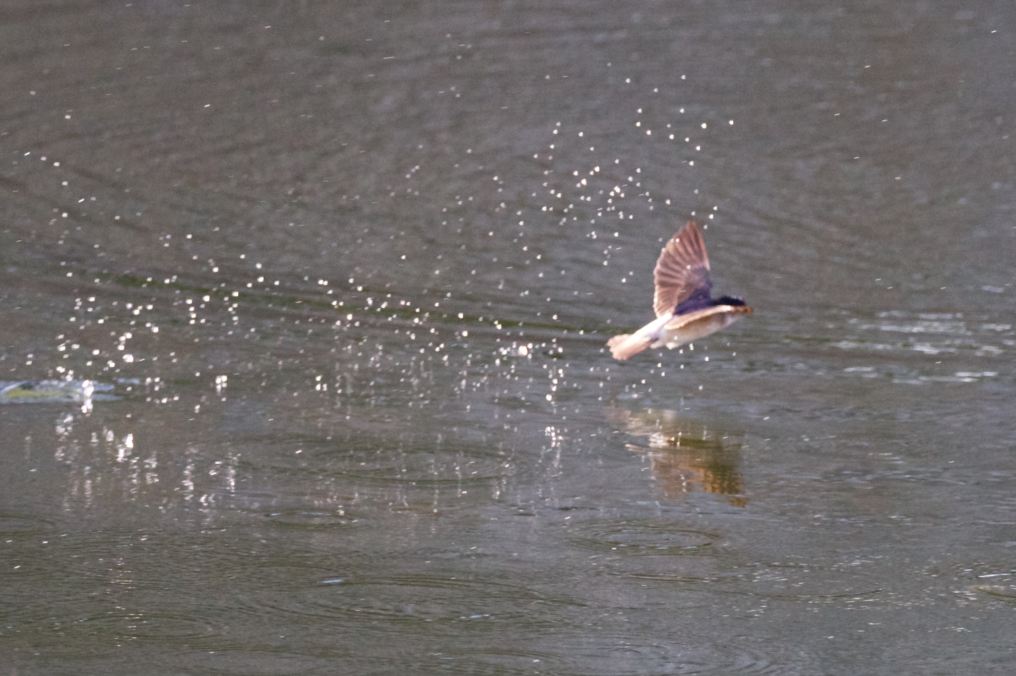 Swift fishing splash