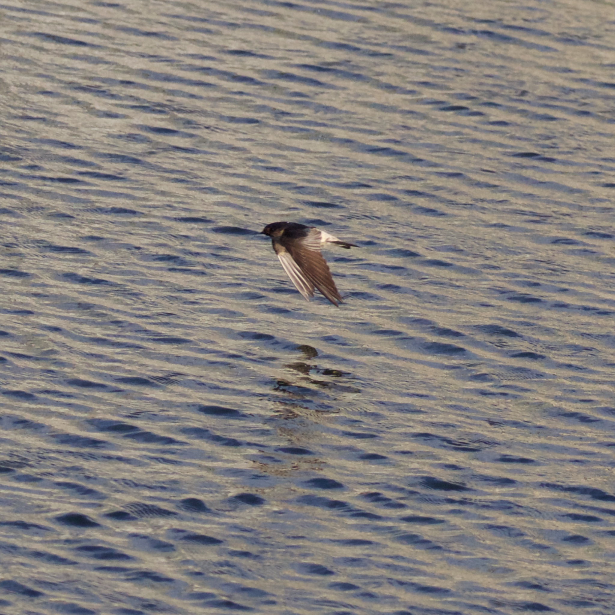 Swift over water