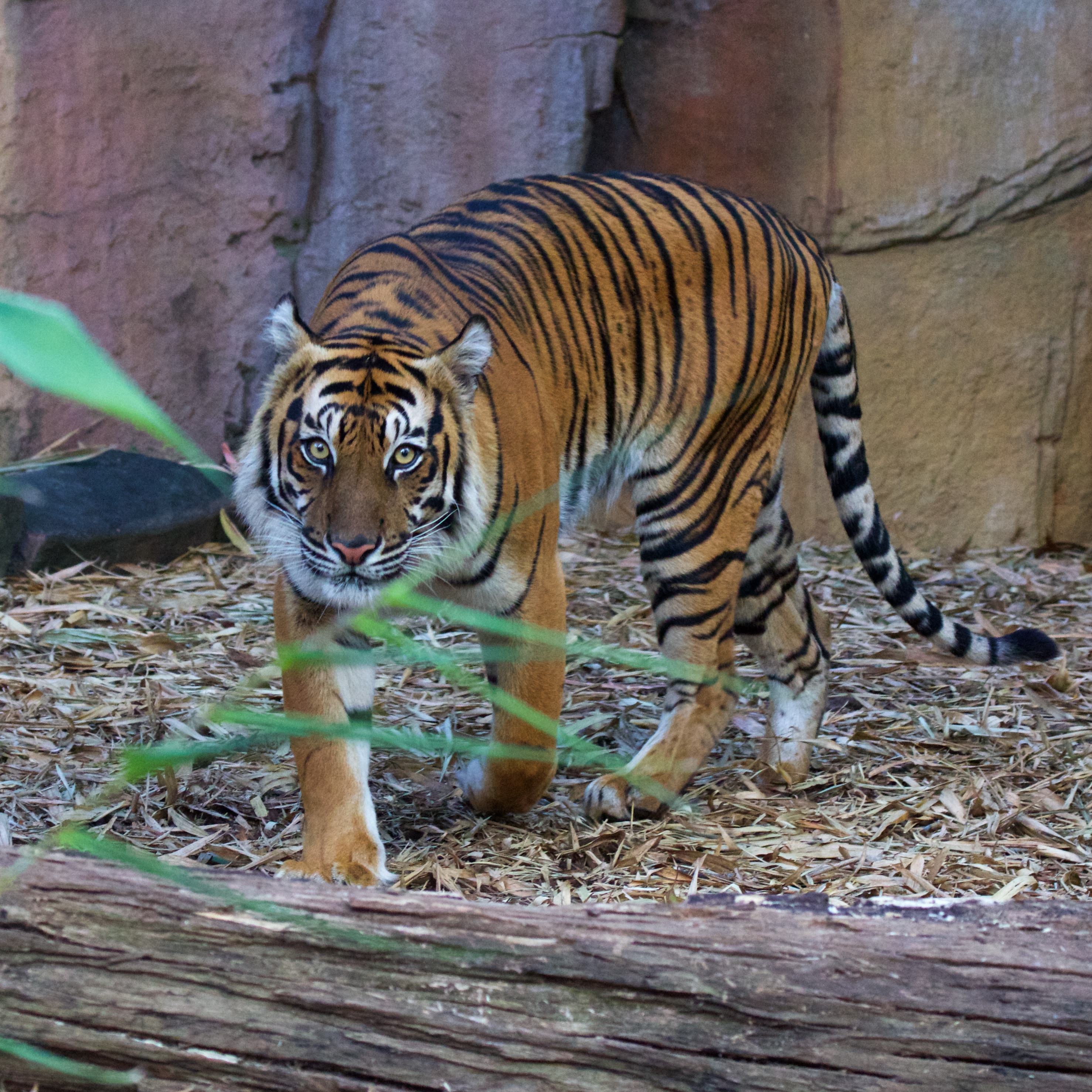 Bengal tiger stalking photographer