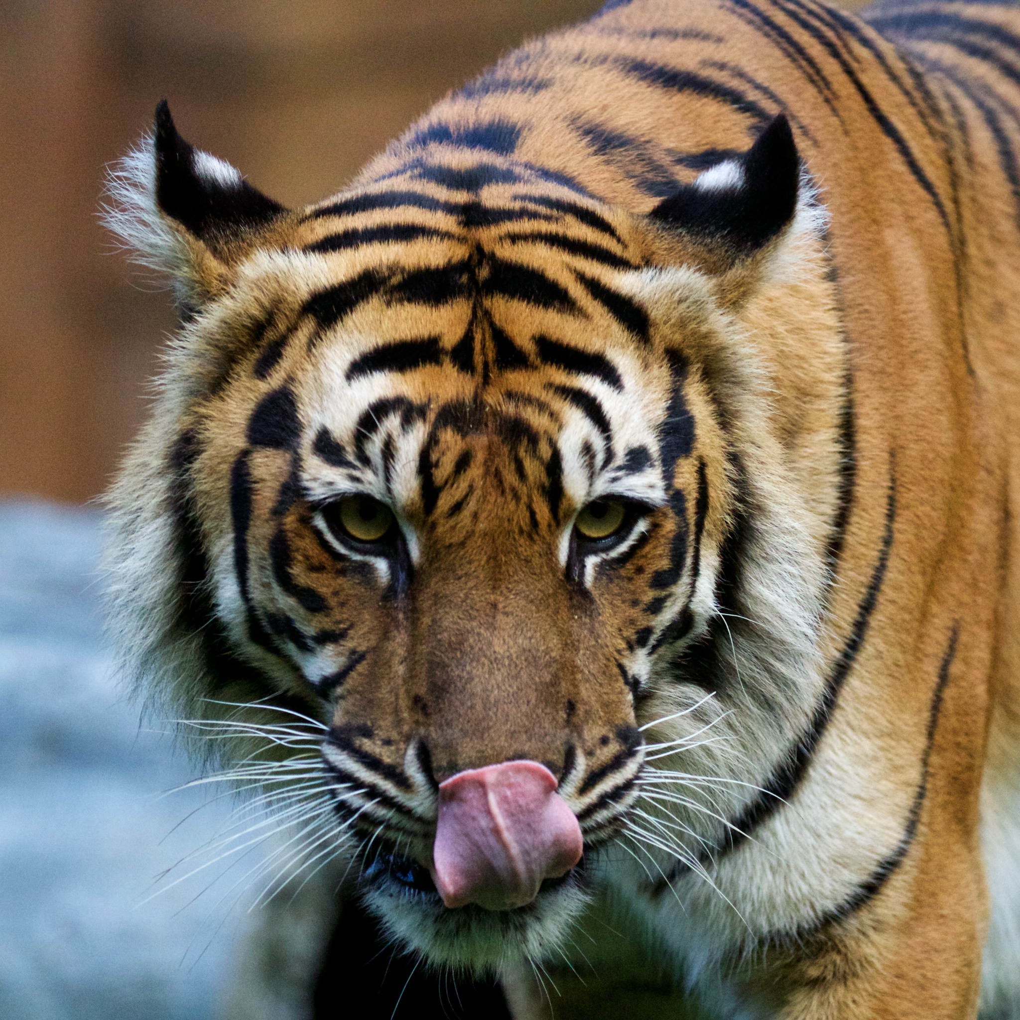 Tiger licking nose