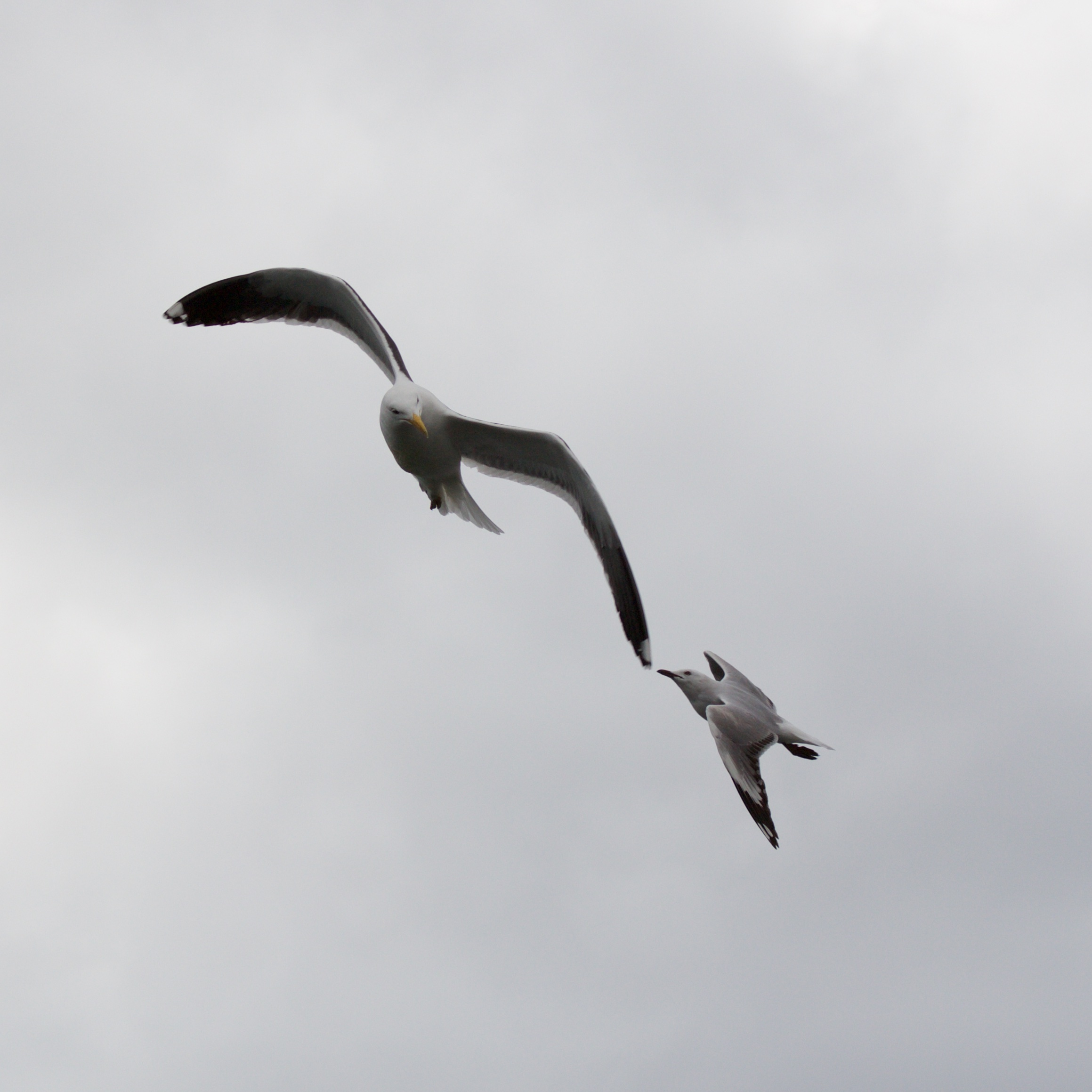 Gulls fighting