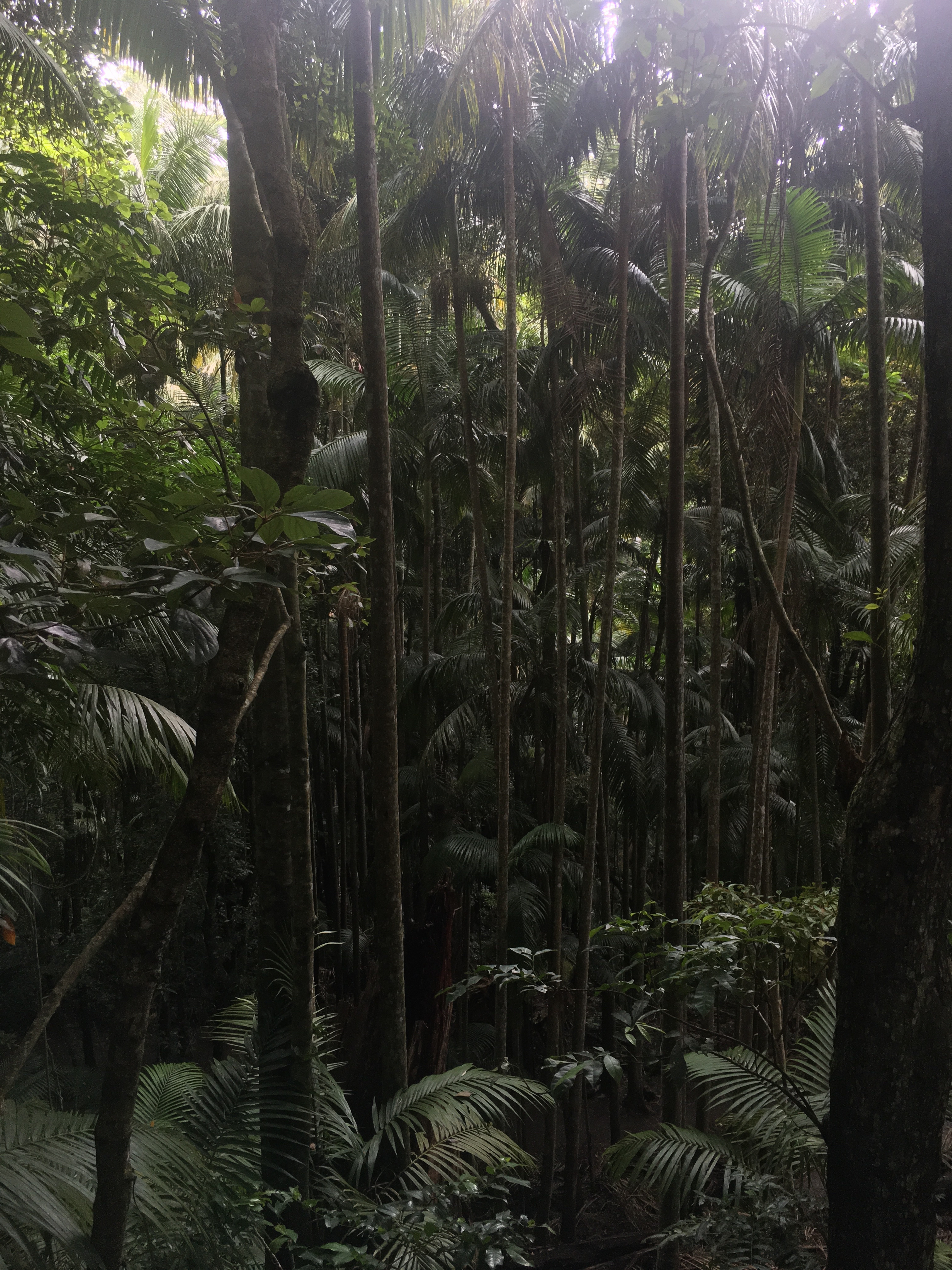 More Jungle