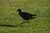 Lysterfield Park Bird