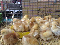 Cage of chicks