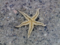 dried starfish