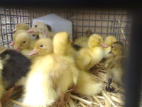 Ducklings in cage