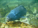 Eastern Blue Grouper