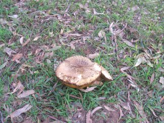 giant mushroom