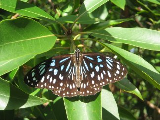 Hamilton Island Butterfly