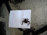 Dead Huntsman Spider