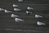 Tern amongst seagulls