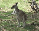Kangaroo rubbing paws
