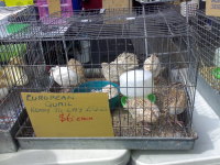 Quail in cage