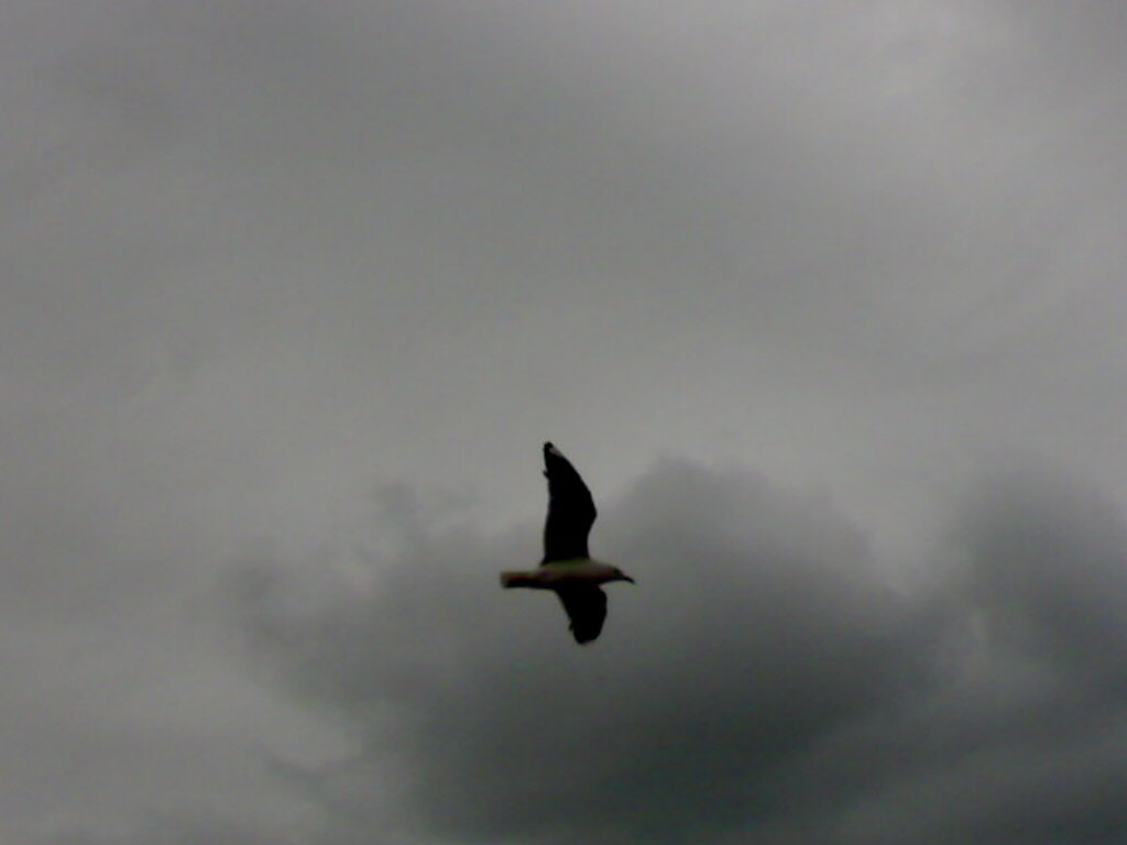 Αποτέλεσμα εικόνας για seagull flying in darkness