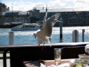 Seagull landing on table